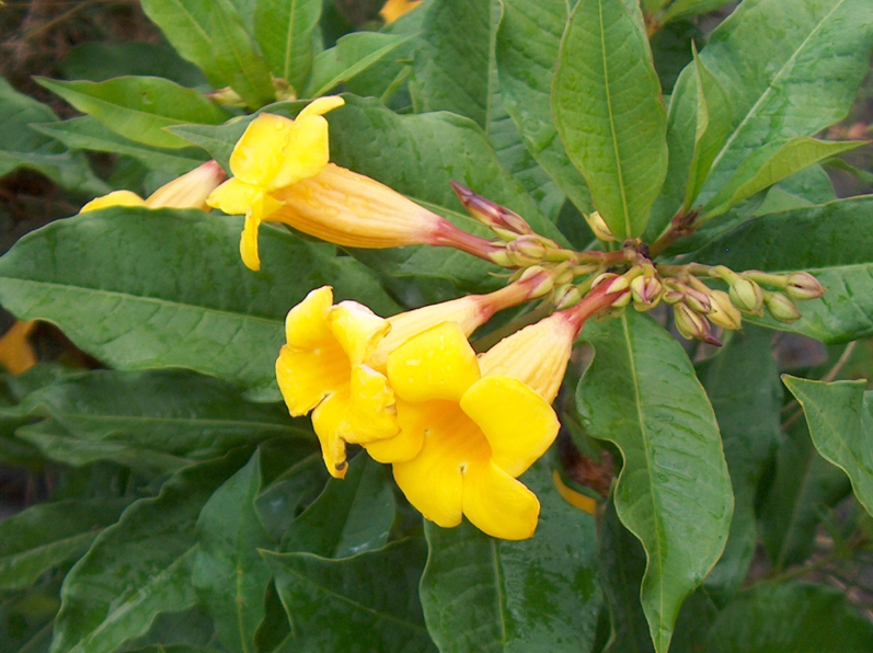 Online Plant Guide Allamanda schottii / Bush Allamanda